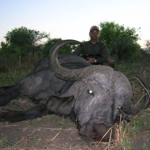 Mature cape buffalo