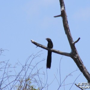 Bird Australia