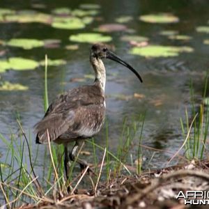 Bird Australia