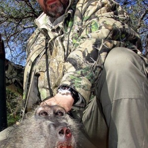 BIG MALE BABOON