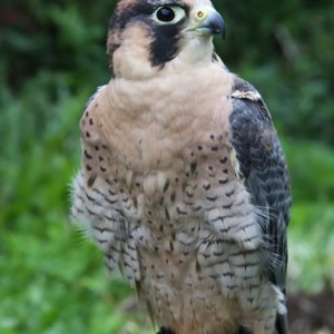 My hunting male Barbary Falcon