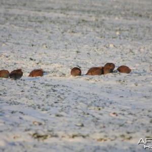 Grey Partridge coveys in the winter