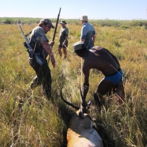 Retrieving Lechwe from the swamps