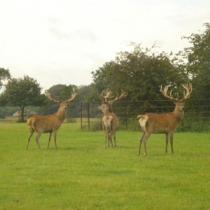 Red Stag stalking in the UK