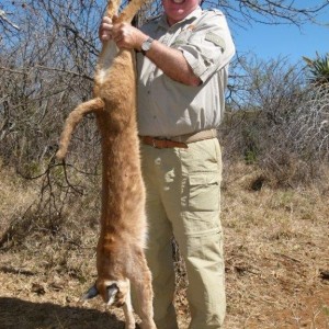 Caracal hunted with Hartzview Hunting Safaris