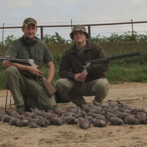 Afternoon's Rock-pigeon shoot