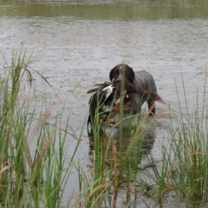 My GSP retreaving a Spurwing goose