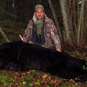 Alberta Black Bear