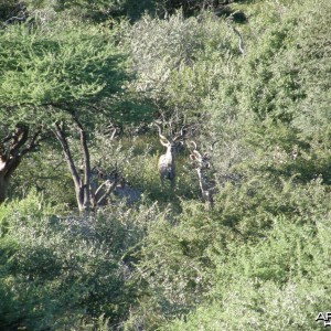 Kudu Namibia