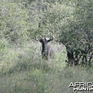 Wildebeest Namibia