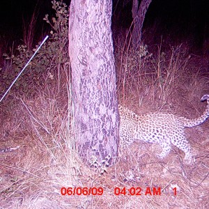 Leopard cub