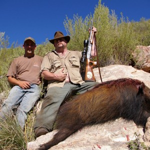 Mountain Bush Pig