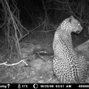 Leopard on Kudu