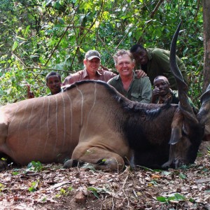 Old eland that took his last steps in to the rainforest