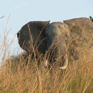 Elephant