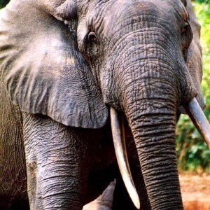 Elephant in CAR