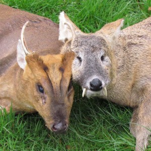 Chinese water deer and a fantastic Muntjac