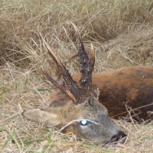 Hunting Roe Bucks in the UK