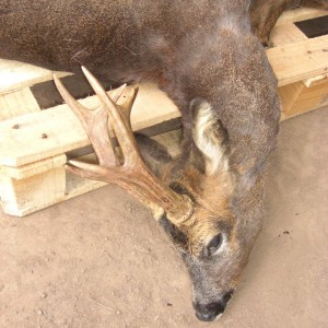 Hunting Roe Bucks in the UK