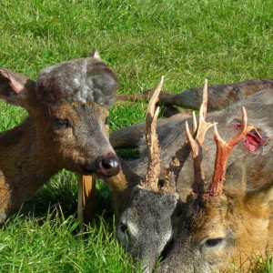 Hunting Roe Bucks in the UK