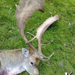 Hunting Fallow Bucks in the UK