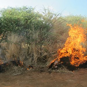 Controlled Bush Fire Namibia