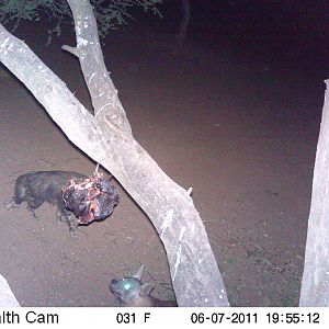 Brown Hyena Namibia