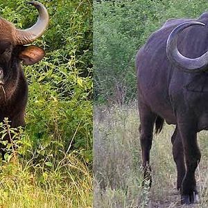 Gaur vs African Buffalo