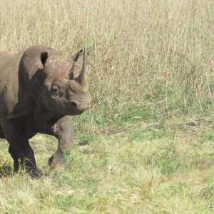 East African Black Rhino at Silent Valley Safaris