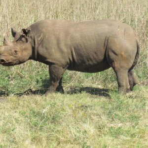 East African Black Rhino at Silent Valley Safaris