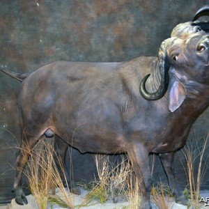 buffalo charge taxidermy mount