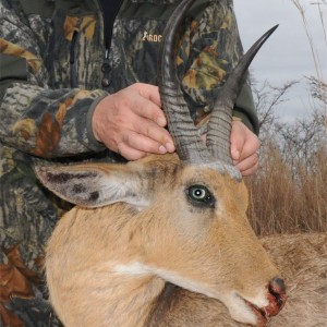 Common Reedbuck