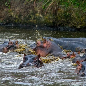 Hippos