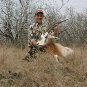 Scimitar-horned oryx