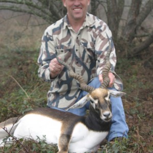 Blackbuck-Texas