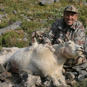 Colorado Mtn. Goat
