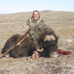 NWT, Canada Musk Ox