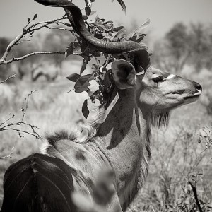 kudu, tree