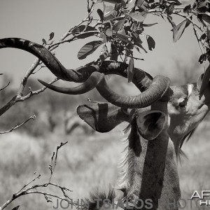 kudu, tree