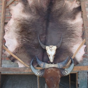 Gaur hide