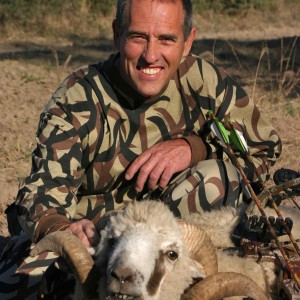 Feral sheep-Argentina