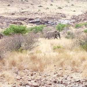 Elephant Damaraland Namibia