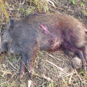 Wild Boar Hunting in France