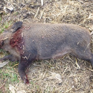 Wild Boar Hunting in France