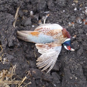 Pheasant Hunting in France