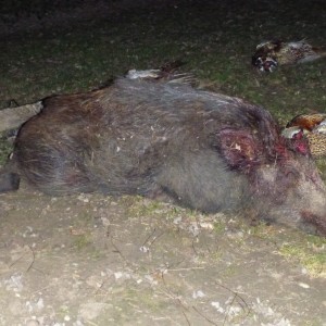 Wild Boar Hunting in France