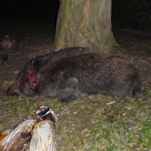 Wild Boar Hunting in France