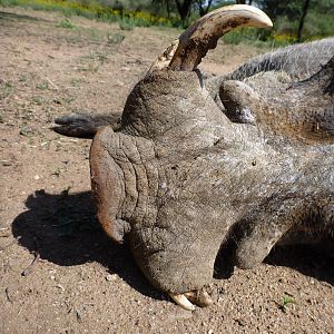 Cull Warthog Namibia