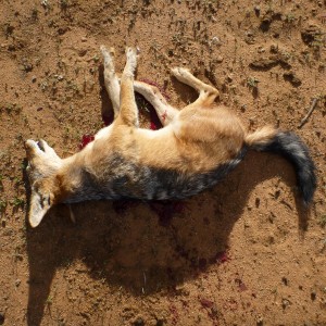 Black-backed Jackal Namibia