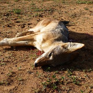 Black-backed Jackal Namibia